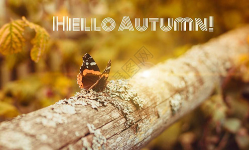 新一个月你好横幅你好秋天新的一个月问候卡的秋天照片中的文字四季树一只蝴蝶坐背景