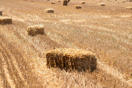 金色农田上的干草捆夏天用稻草捆的阳光明媚的风景农村的黄色小麦干草图片