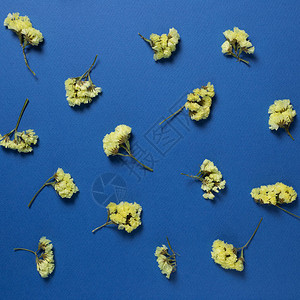 蓝色背景的黄色静态花朵花粉组成平面图片