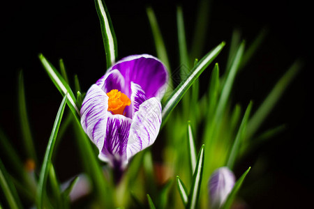 黑色背景中的第一朵春花紫色番红花图片