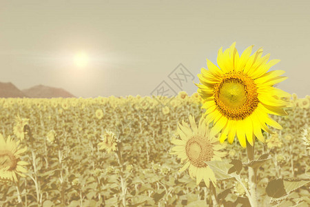 带滤镜效果的向日葵背景图片