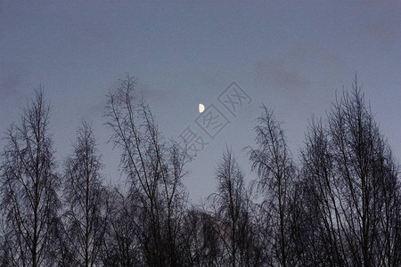 月亮和树木的美丽风景图片