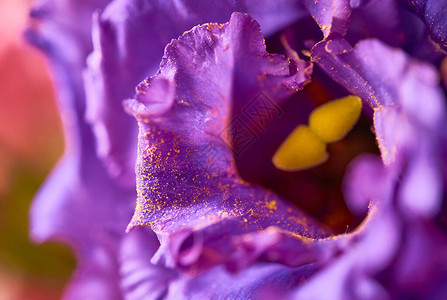 一朵紫色花的宏观照片图片