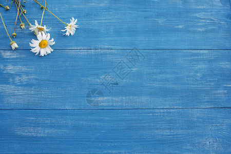 木板蓝色背景上的白色雏菊花图片
