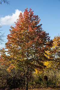 秋天五颜六色的枫树图片