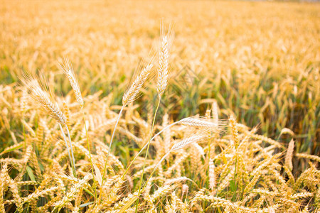 麦田金色麦穗草甸麦田成熟的背图片