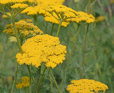 黄色蓍草花在春天图片