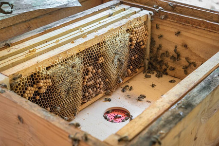 来自蜂巢的蜂蜜和蜂的天然蜂窝图片