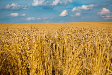 丰收概念美丽的农业田地日落景观农村自然风景背和草原小麦成熟图片