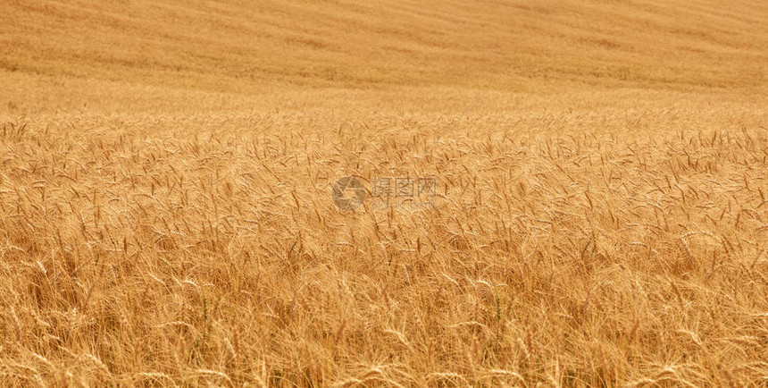 小麦金色的背景图片