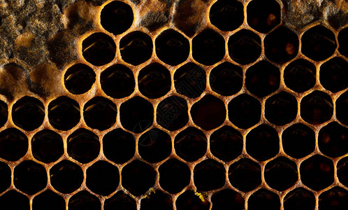 蜂窝蜜和花粉蜂巢内甜美而天然的蜂蜜蜂窝图片