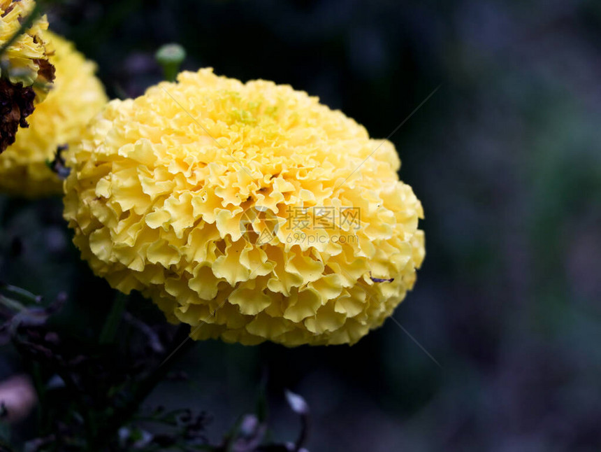 近距离拍摄浅黄色金花有选图片