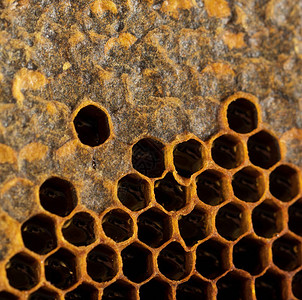 蜂窝蜜和花粉蜂巢内甜美而天然的蜂蜜蜂窝图片