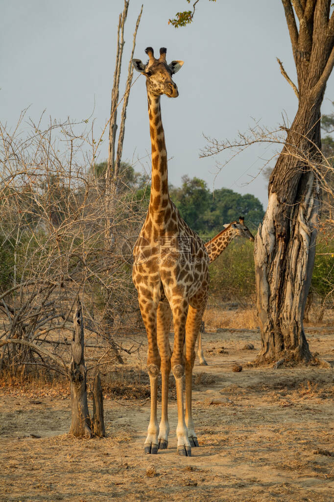 游戏驱动safari中长颈鹿的前视图图片