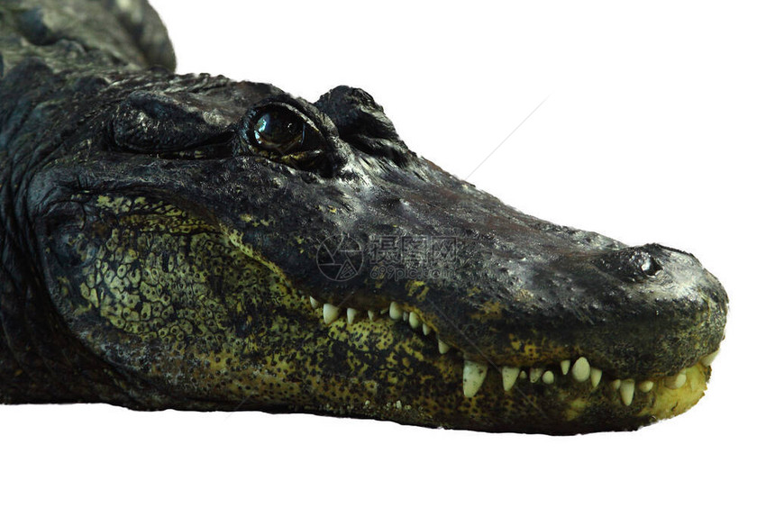 美国鳄鱼美洲鳄鱼尖锐牙齿头部的详图片