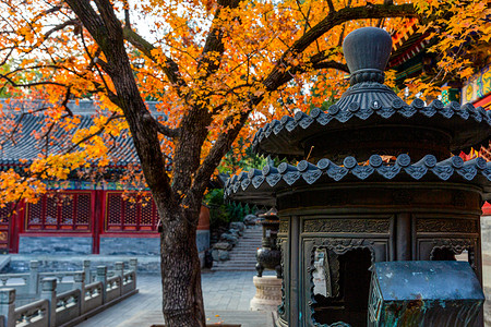 秋天的北京香山公园背景图片