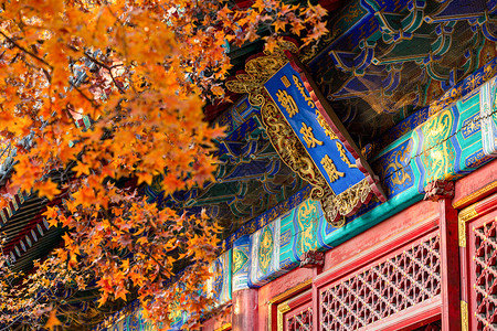 秋天的北京香山公园古建筑背景图片