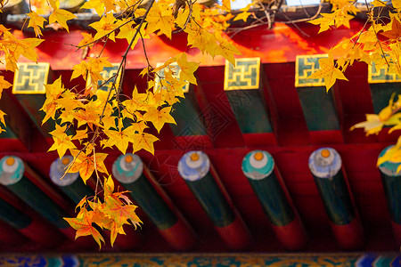 香山秋意秋天的北京香山公园背景