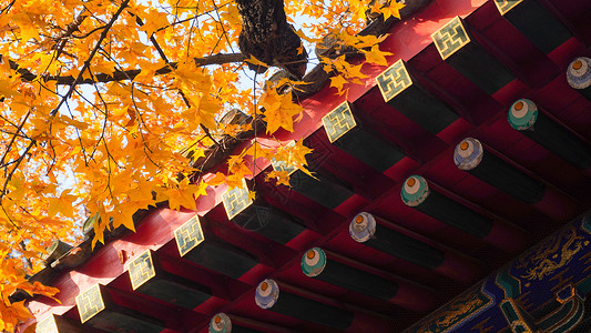 北京香山公园的枫叶背景图片
