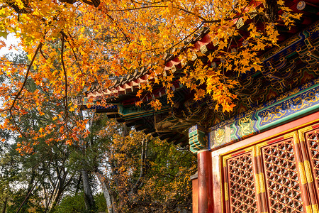 小枫叶北京香山公园秋季枫叶背景