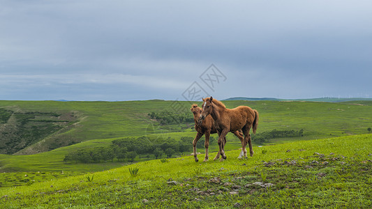 内蒙古辉腾锡勒草原风光奔驰的骏马图片