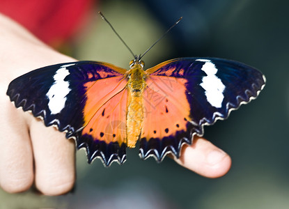 幼虫手指上的蝴蝶图片