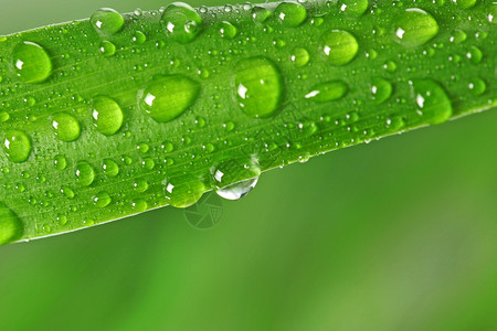 绿草和雨滴图片