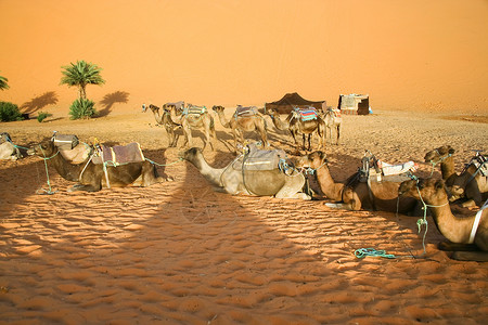 骆驼在撒哈拉八卦摩洛哥图片