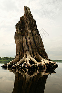 断裂的树根生态灾难伏尔图片