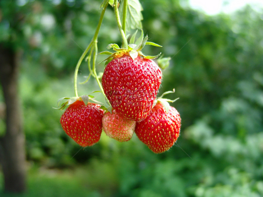 俄罗斯的白莓草俄图片