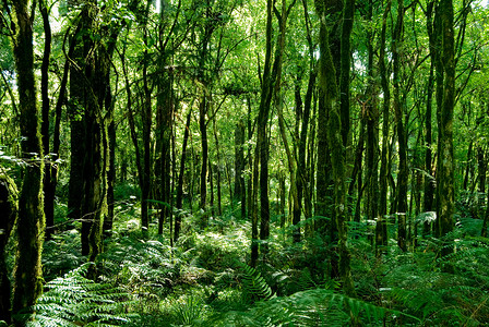 树丛里满是草木在巴西的亚图片