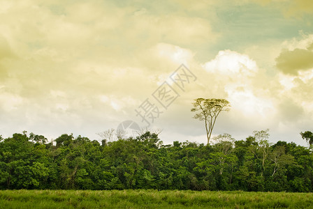 巴西南部巴拉那州西部巴西农田的森林图片
