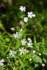 Stellaria脆弱的小白花像图片