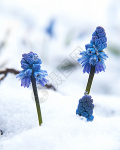 雪下的蓝色穆斯卡里花图片