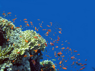 西奈半岛附近红海珊瑚礁下水生图片