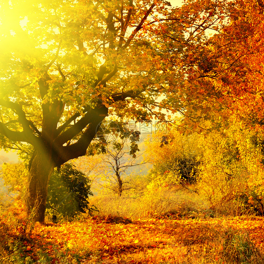 有太阳光束的秋天森林图片