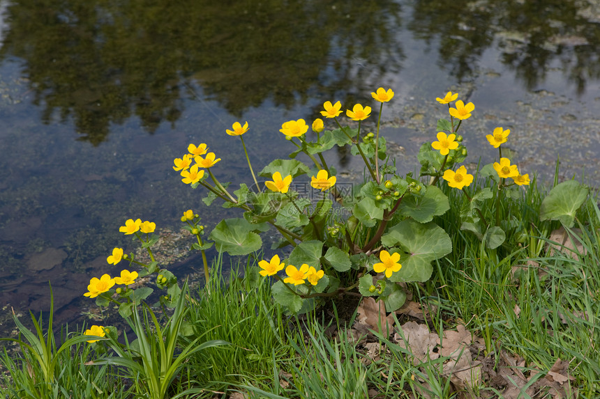 春天在水中开花的沼泽万寿菊图片