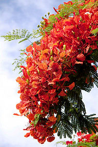 皇家凤仙花是马达加斯特有的图片