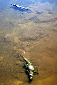 条鳄鱼在湖中游泳图片