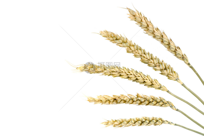 小麦上白色孤立图片
