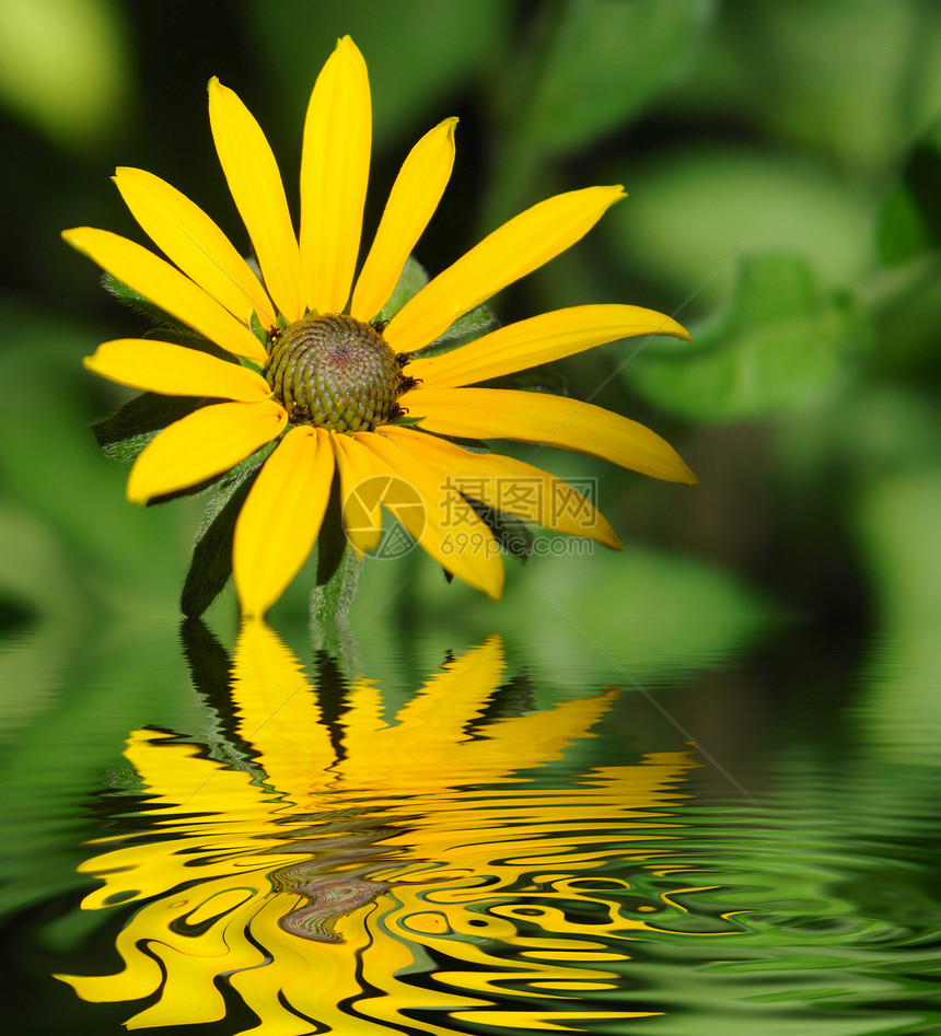 在水中反射的黄色菊花图片