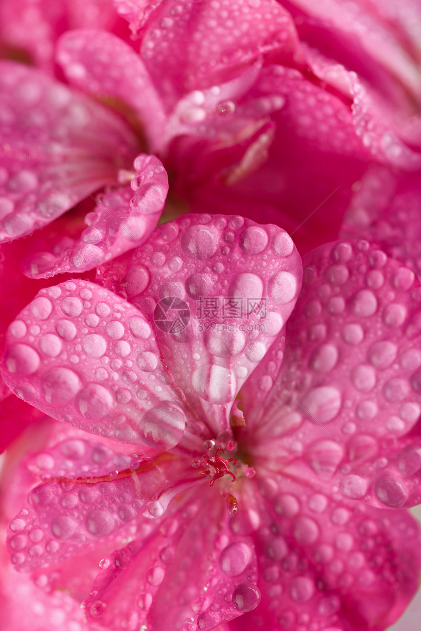 带水滴的粉色天竺葵花宏观图片