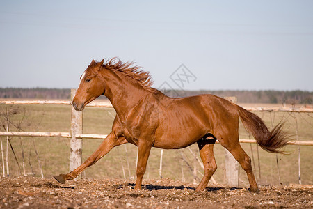 驰骋在围场的板栗种马背景图片