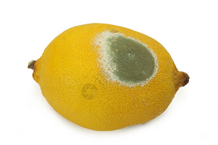 在纯白色上分离的发霉腐烂的柠檬果图片