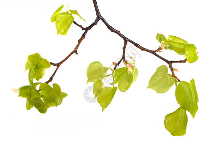春天白色背景上有鲜绿色叶子的树枝背景图片
