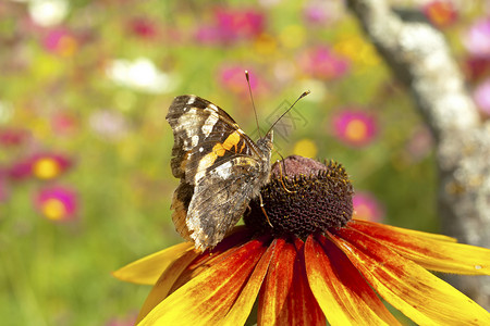 黄红菊花与自然蝴蝶图片