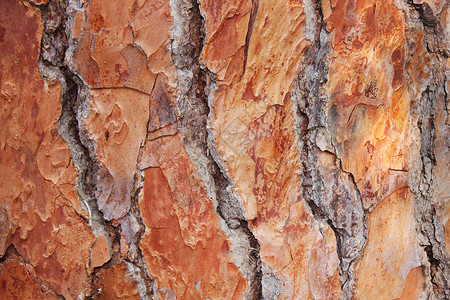 松树的木头图片