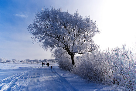 沿雪路行走图片