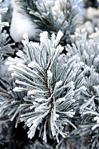 用雪霜盖的松树枝图片