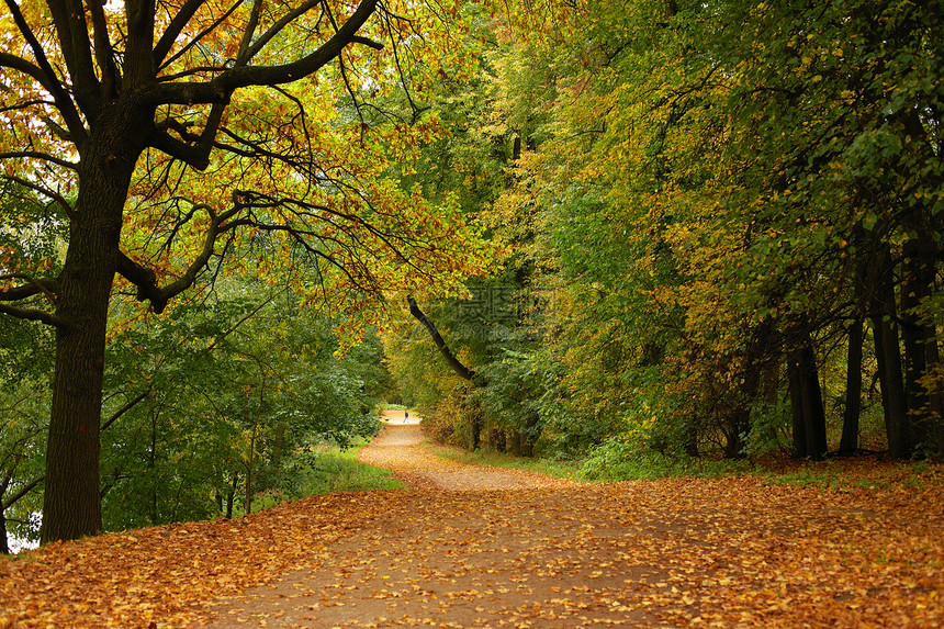 秋天森林里的宁静小路图片